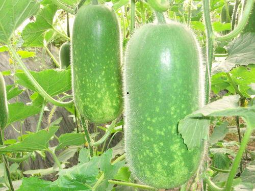 吃瓜网每日大赛最新入口,揭秘最新入口，精彩赛事不容错过！